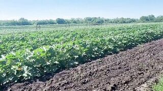 A slender brunette saw a field in which large zucchini grow, she was not at a loss and plucked a few pieces - 2 image